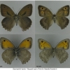 hyp lupina imago volg